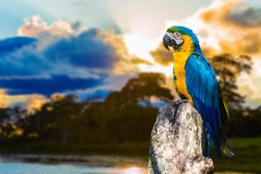 Amazônia - Brasil | Crédito: Shutterstock