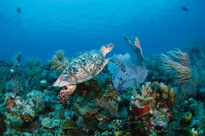 Credito Turks Caicos Tourism Net Hospitality Credito Turks Caicos Tourism Net Hospitality