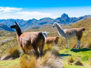 Cuenca - Equador | Crédito: Shutterstock