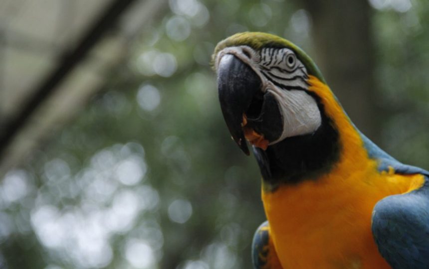 Parque das Aves - Foz do Iguaçu - Paraná | Foto: Rodrigo Mattjie