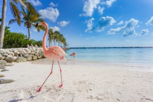 Aruba | Crédito: Shutterstock