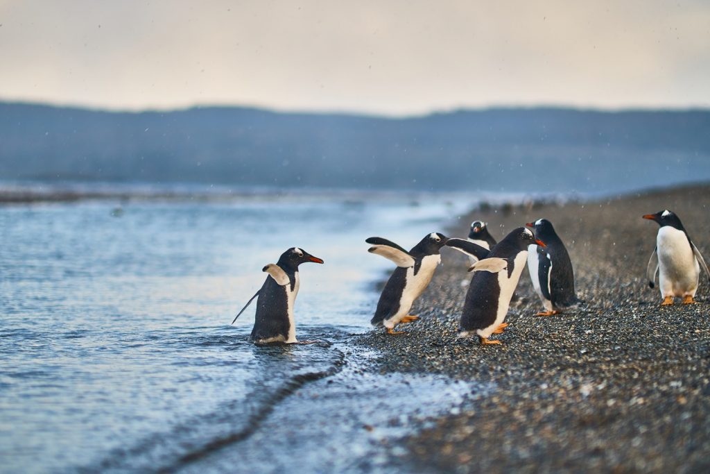 Ushuaia - Argentina | Crédito: Shutterstock