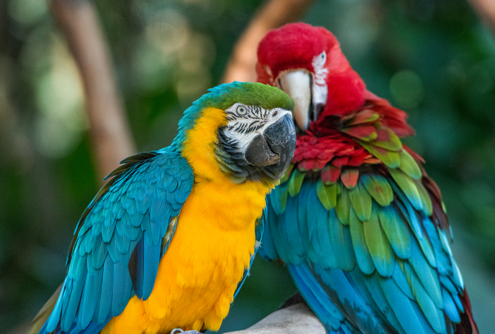 Parque das Aves Foz do Iguacu Parana shutterstock 1132923908