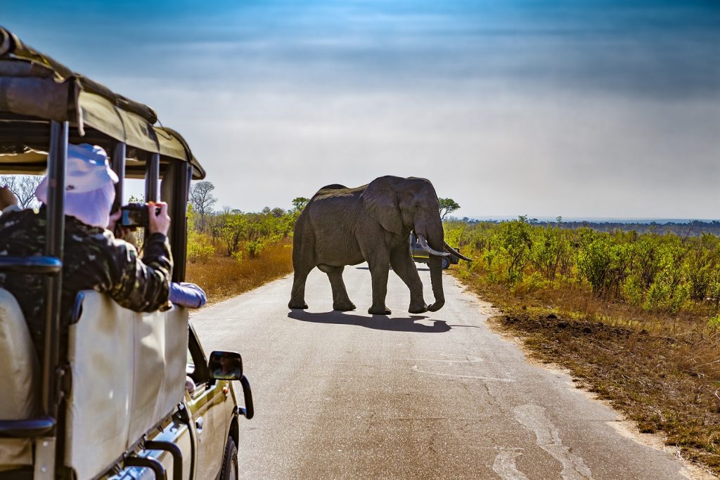 Parque Nacional Kruger - África do Sul | Crédito: Shutterstock Parque Nacional Kruger - África do Sul | Crédito: Shutterstock