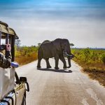 Parque Nacional Kruger - África do Sul | Crédito: Shutterstock
