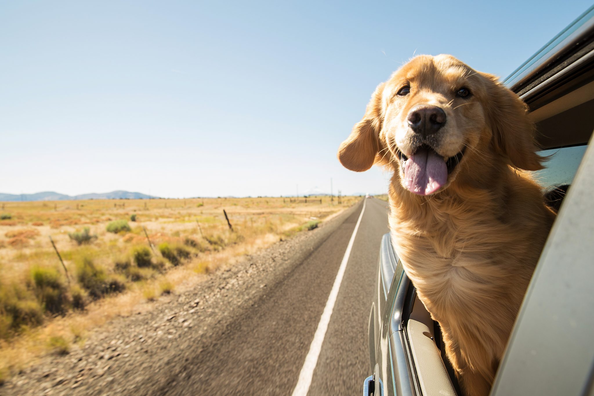 shutterstock 450886696 Fique por dentro das regras para viajar com o bichinho de estimação | Crédito: Shutterstock