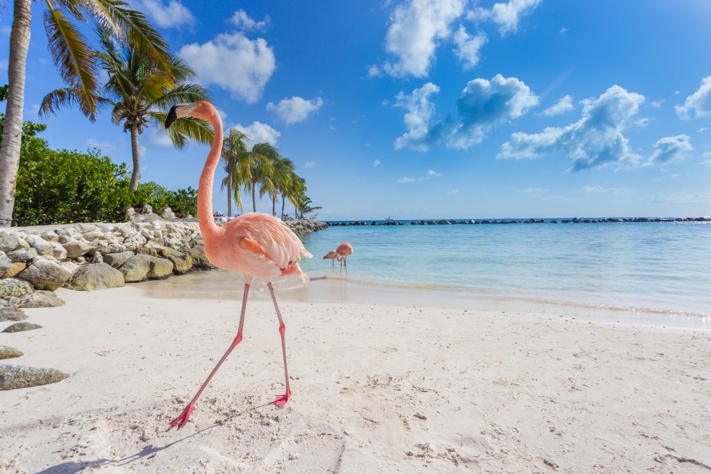 shutterstock 570470086 Aruba | Crédito: Shutterstock