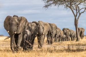 Parque Nacional Tarangire Tanzania shutterstock 1480282913 Parque Nacional Tarangire Tanzania shutterstock 1480282913