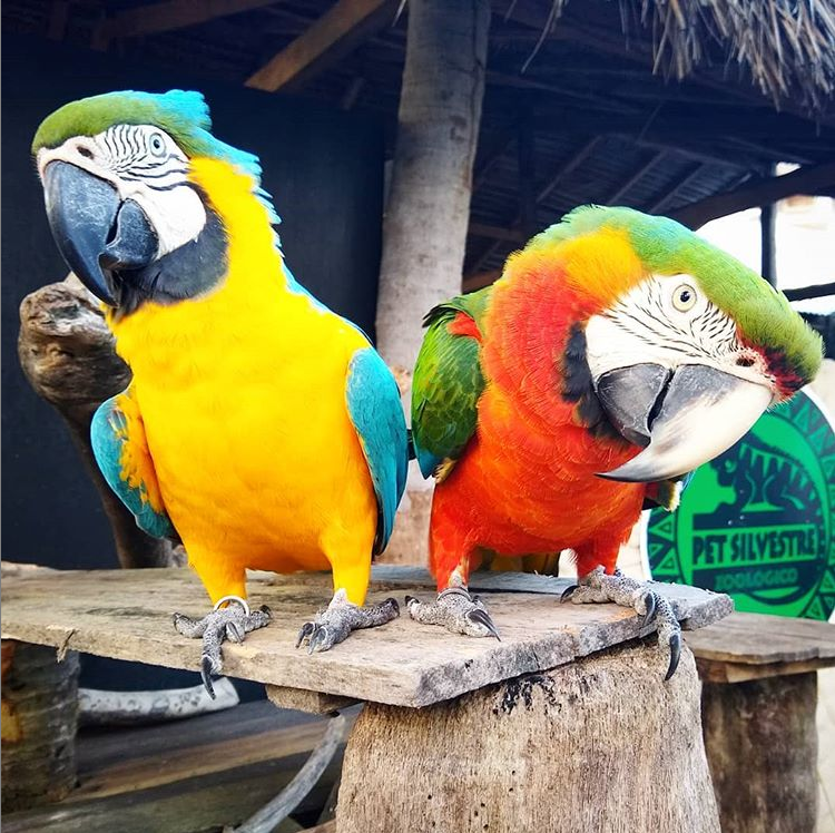 Zoo Pet Silvestre Maragogi AL Crédito Divulgação