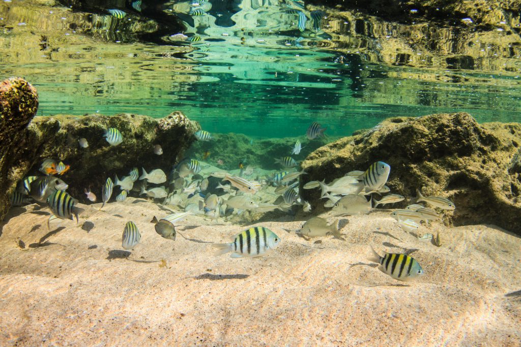 Fernando de Noronha - Pernambuco | Crédito: Shutterstock