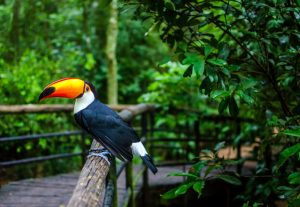 Dicas de passeios para 12 de outubro: tá a fim de ficar bem pertinho de araras-azuis e tucanos? Então vale a pena conhecer o Parque das Aves, em Foz do Iguaçu | Crédito: Shutterstock