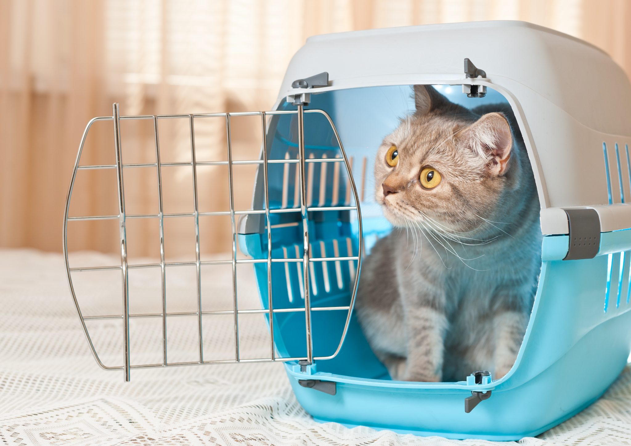 shutterstock 295959233 Como viajar de avião com o pet: tá a fim de levar seu pet pra passear com você? Então saiba que, quando a viagem é pelo Brasil, você pode levá-lo na cabine | Crédito: Shutterstock