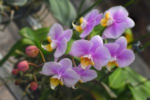 Orquideas um dos diferenciais do Orquidario Aguapey Olimpiua Sao Paulo shutterstock 1879143391