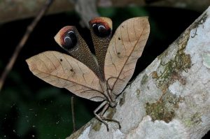 museu da amazonia musa