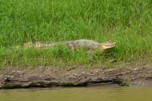 periodo de seca no amazonas