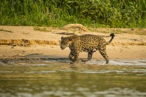 Onca pintada Pantanal shutterstock 762286867