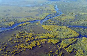 Pantanal Mato Grosso shutterstock 1977977558