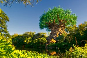 Tree of Life