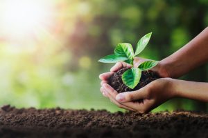 Programa Carbon Free: para cada carro alugado, a Movida planta a quantidade de árvores necessárias para neutralizar a emissão de CO2 | Crédito: Shuttertock
