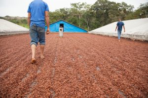 Fazenda de cacau Credito editorial Caio Pederneiras shutterstock 1399749383