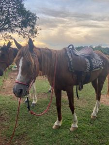 O que fazer em Itu: além de apreciar uma boa vista, a cavalgada na Chácara do Rosário, em Itu (SP), é incrível l Crédito: Laura Quadros