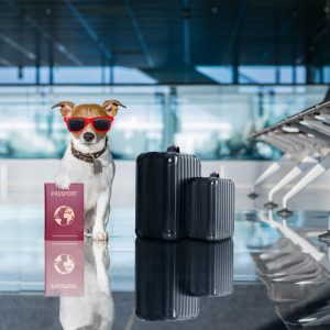 Gostou das nossas dicas sobre os melhores hotéis pet friendly espalhados pelo Brasil? Então compartilhe com amigos(as) | Crédito: Shutterstock