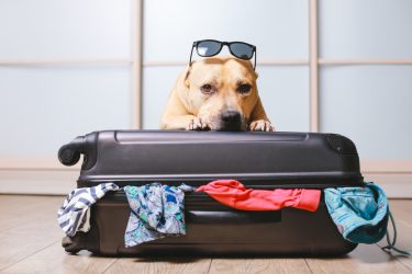 pet shutterstock 1428226046