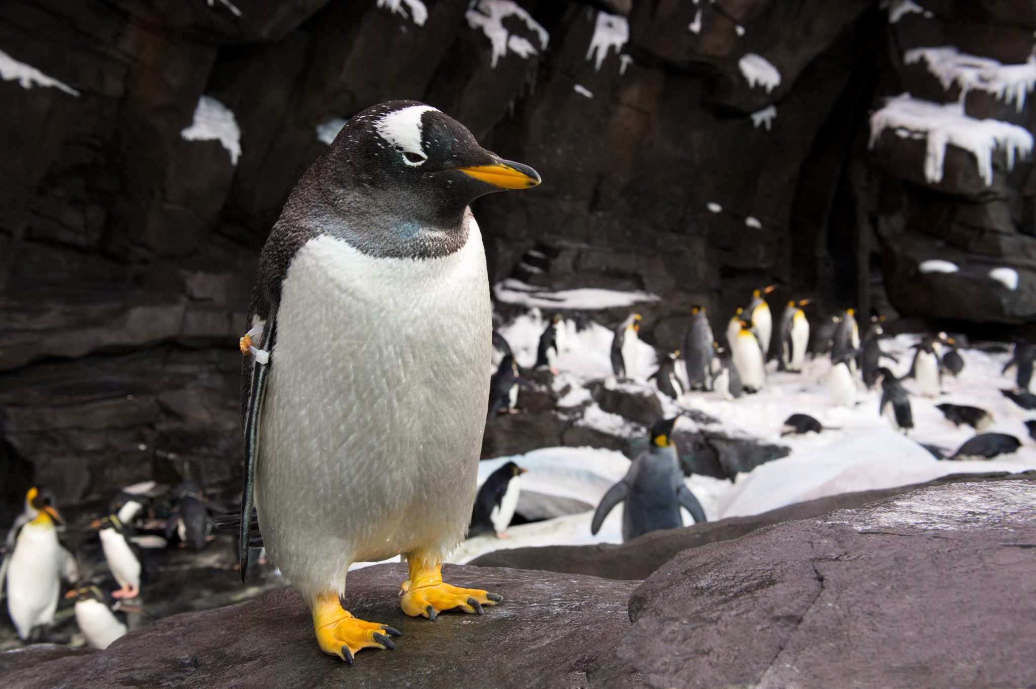 SeaWorld Credito Divulgacao 3 SeaWorld Credito Divulgacao 3