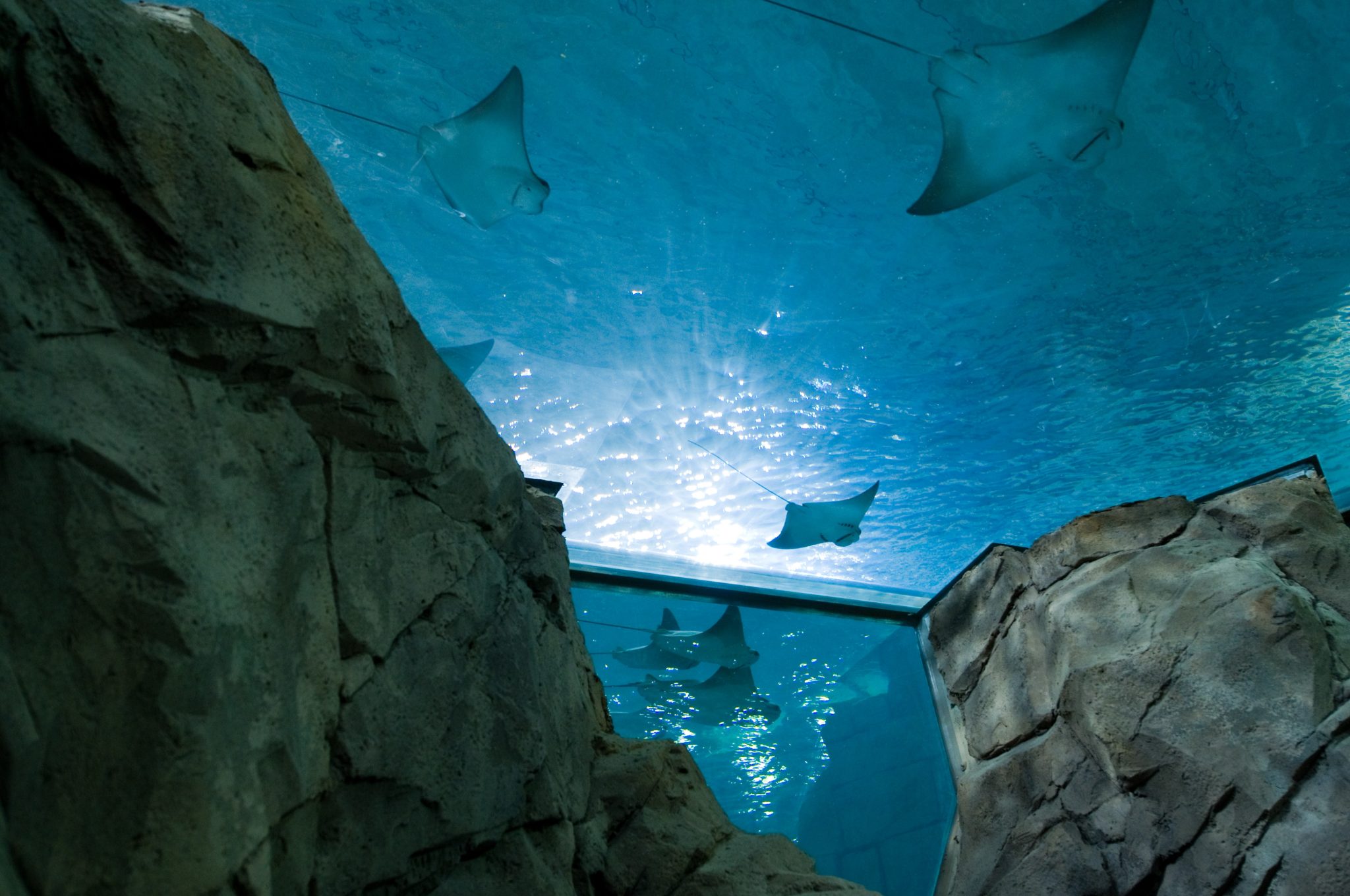 SeaWorld Credito Divulgacao 4 SeaWorld Credito Divulgacao 4