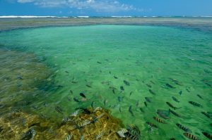 Porto de Galinhas shutterstock 2024797355