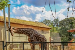 zoologico de Sao Paulo shutterstock 1401107708