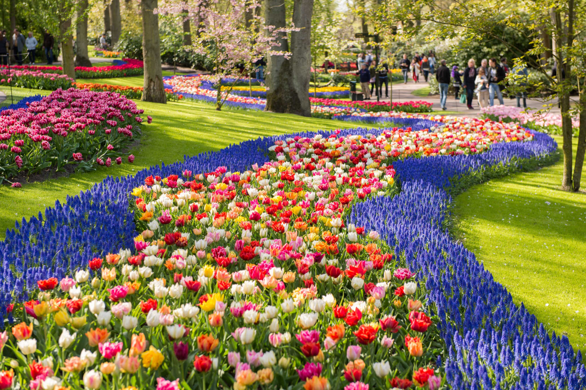 primavera europa keukenhof