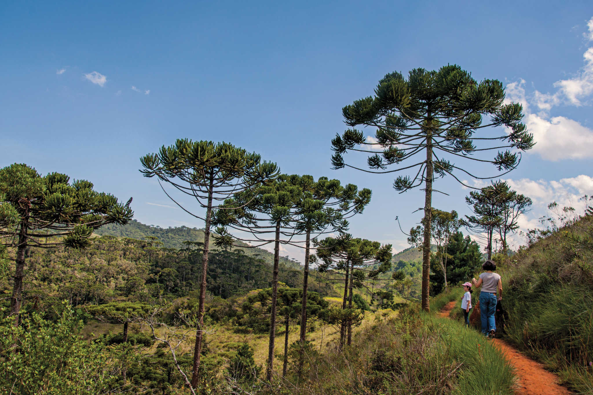 para onde viajar no inverno no brasil campos do jordao para onde viajar no inverno no brasil campos do jordao