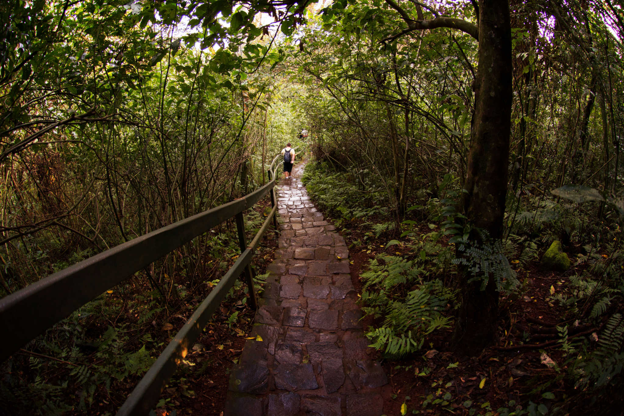 parques nacionais na mata atlantica iguacu