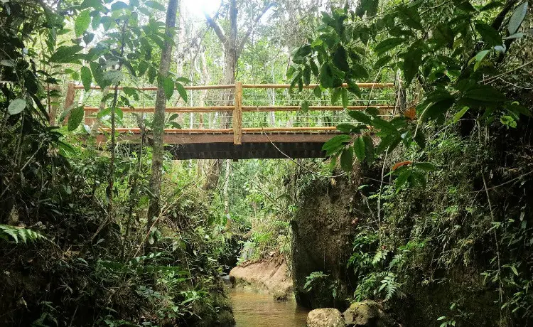 parques nacionais na mata atlantica pau brasil