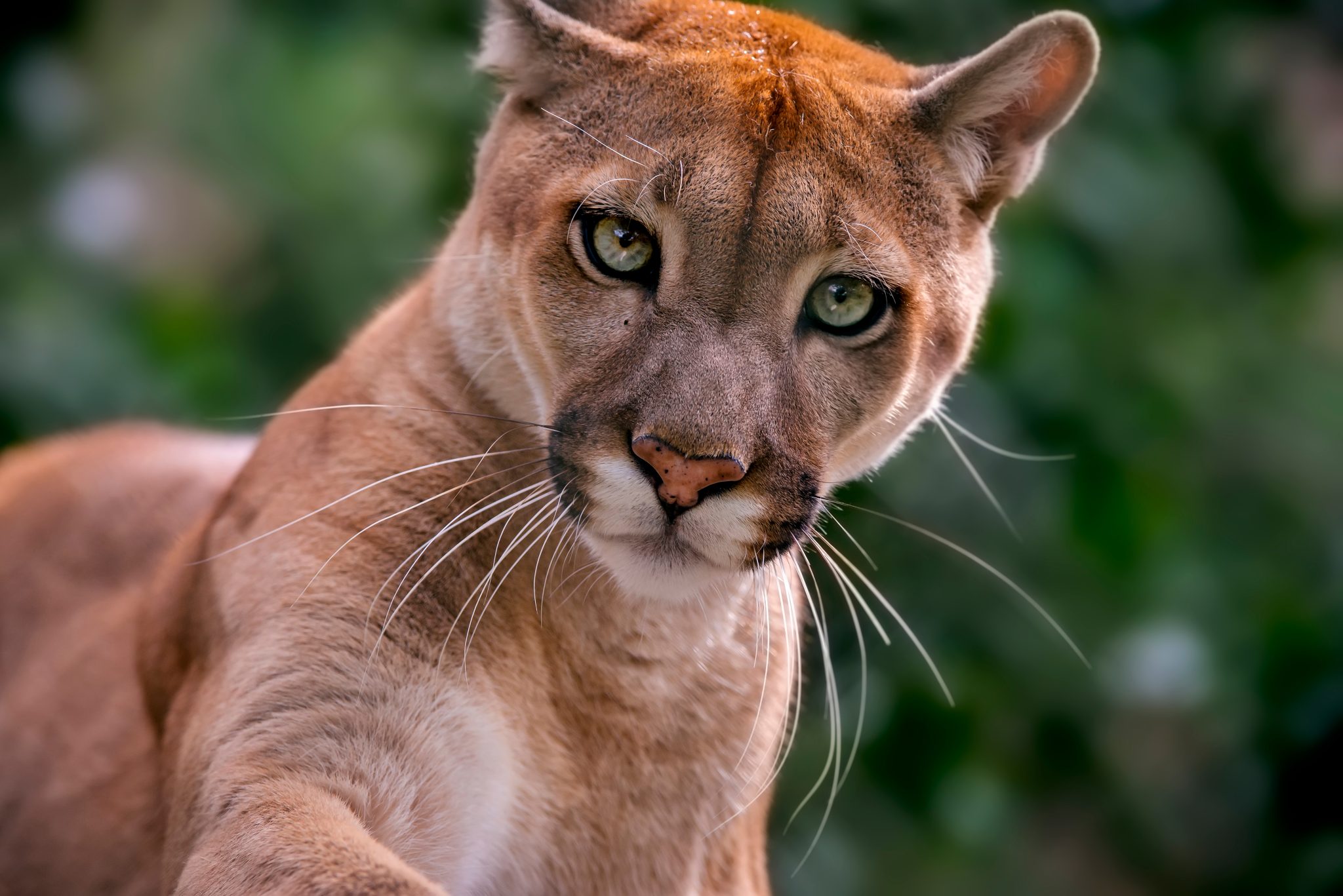 Onça-parda Puma