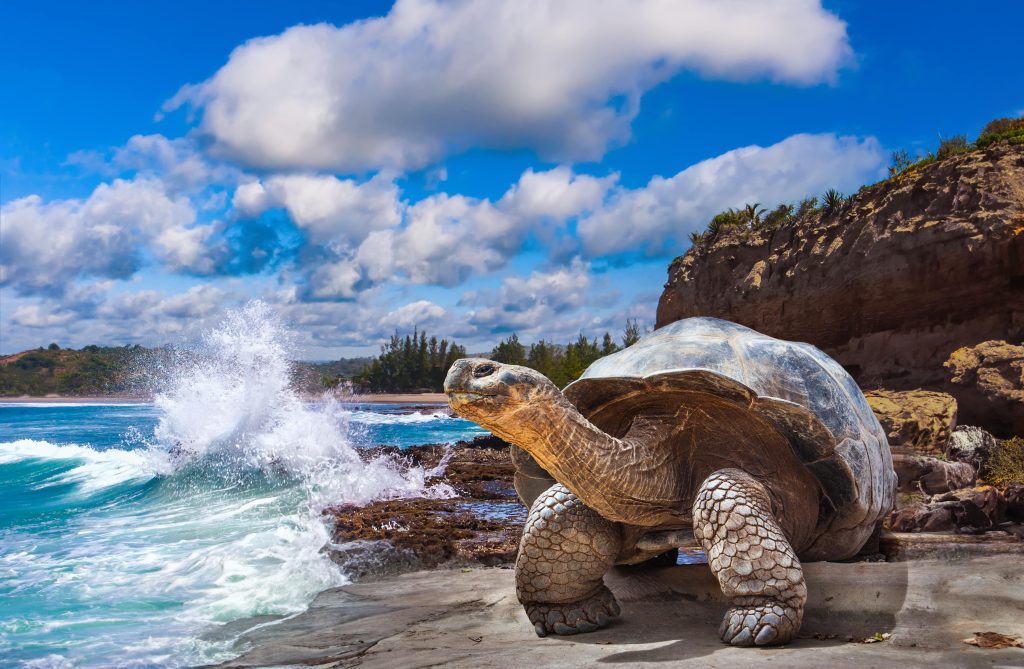 Galápagos