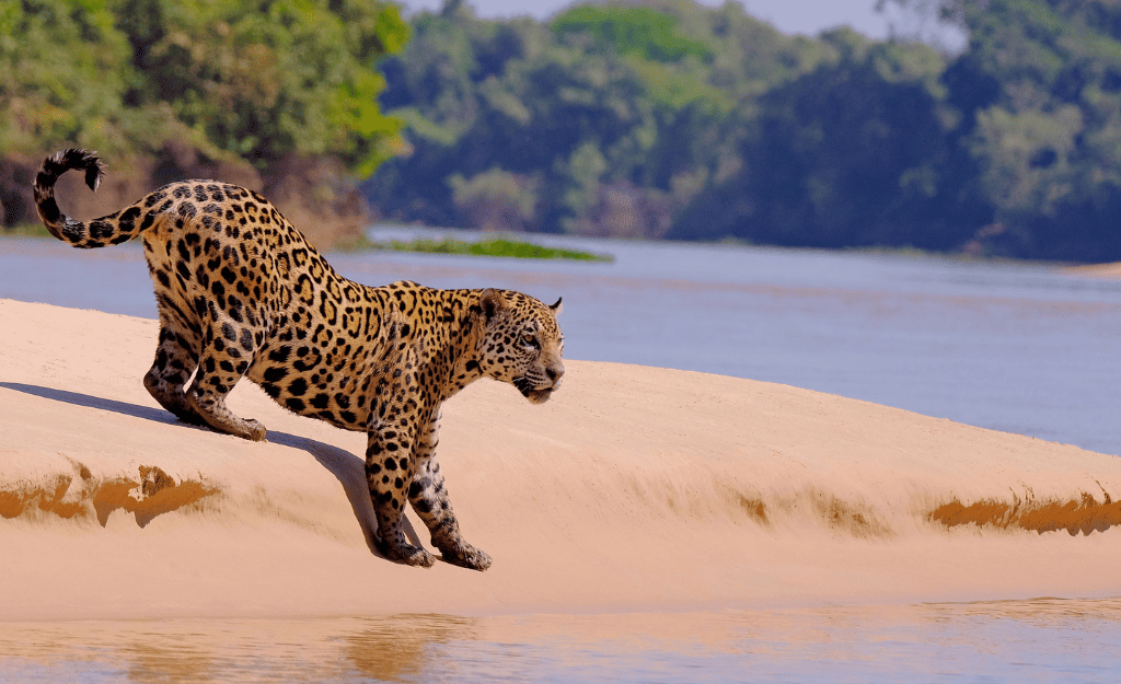 pantanal